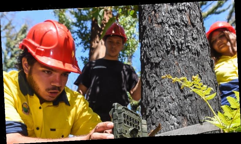 Indigenous researchers keep tabs on totem plants and animals after fires