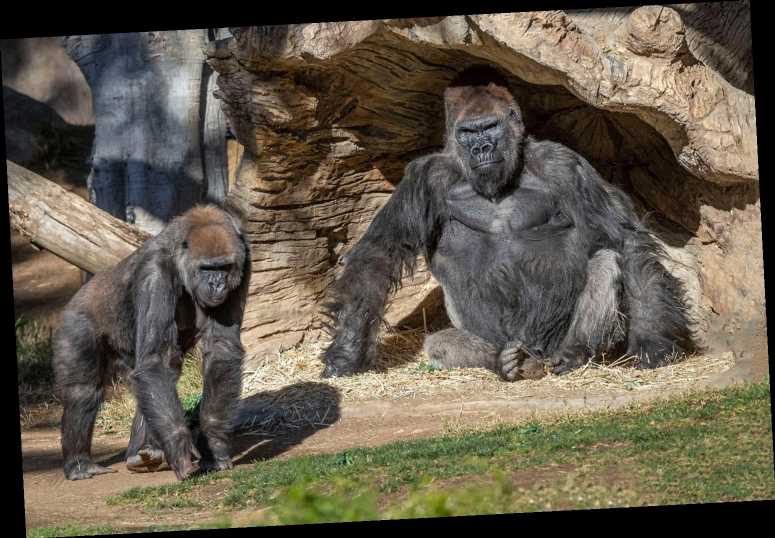 Gorillas at the San Diego Zoo Safari Park Test Positive for COVID-19