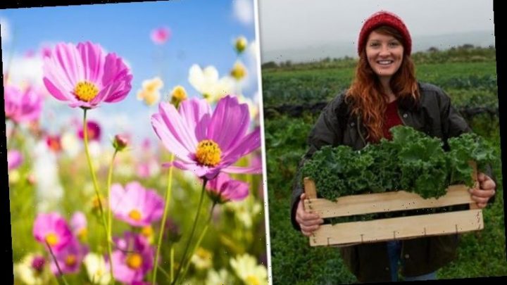 What seeds should you sow in your garden in February? Five seeds you can grow this winter