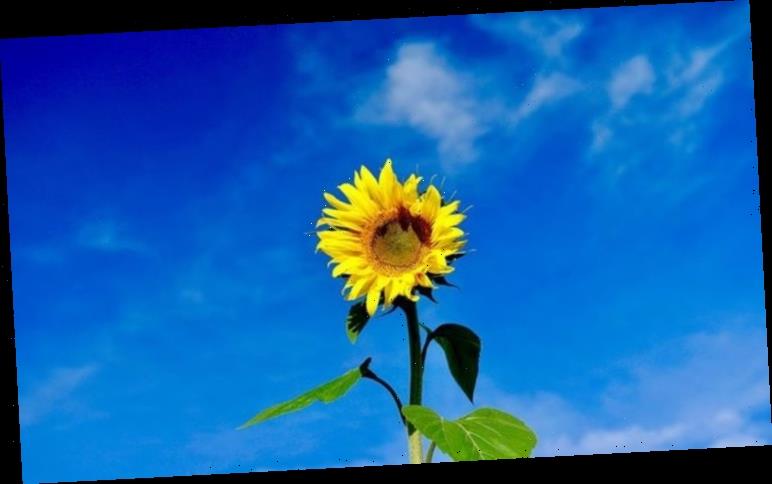 When to plant sunflower seeds