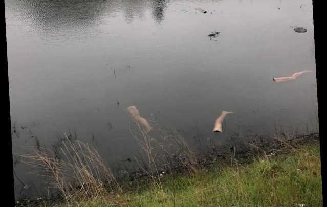 Floating Mannequin Limbs Mistaken for Human Bodies in Northern Calif. Canal: 'Only in Stockton'