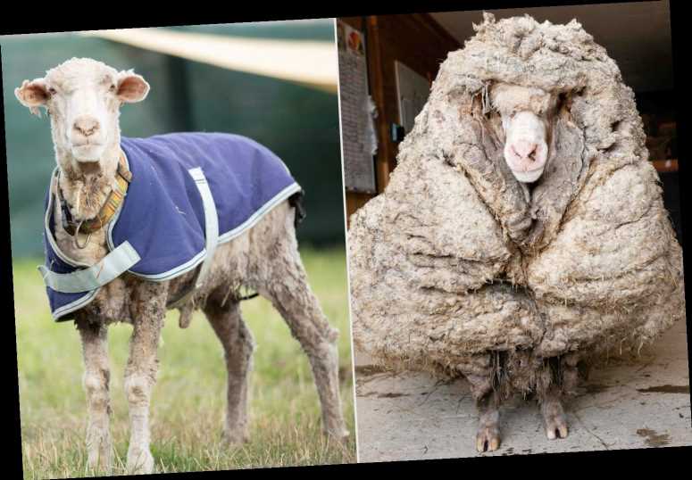 Australian Sheep Relieved of 77 Lbs. of Overgrown Fleece: 'He Was in a Bit of a Bad Way'