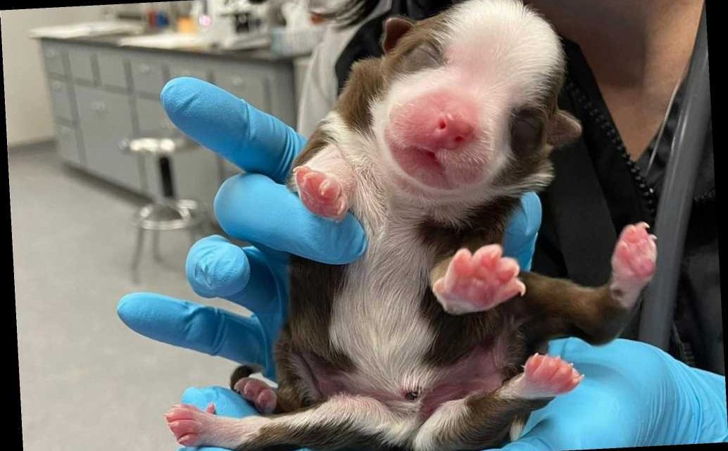 Meet Skipper, the first puppy to survive with six legs