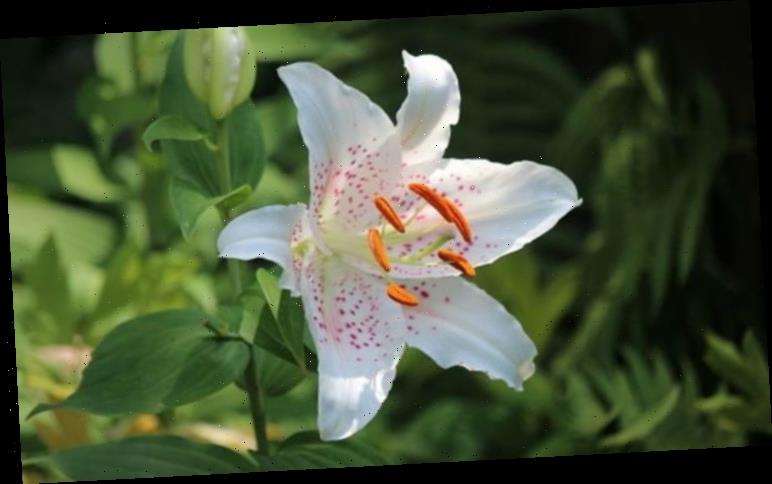 How and when to plant lily bulbs – tips from gardening experts