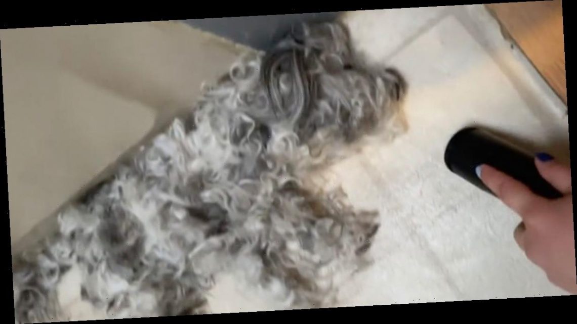 Baffling illusion showing ‘dog’ being vacuumed up gives viewers ‘heart attacks’
