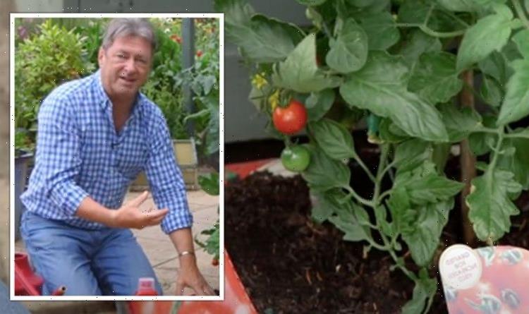 Alan Titchmarsh warns against letting tomato plant soil dry out or risk ‘blossom end rot’