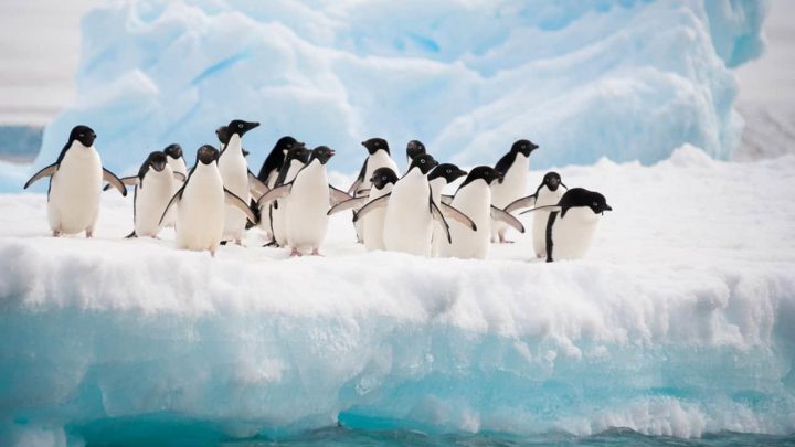 Cruise line offers Antarctica wedding voyage on Valentine's Day 2022