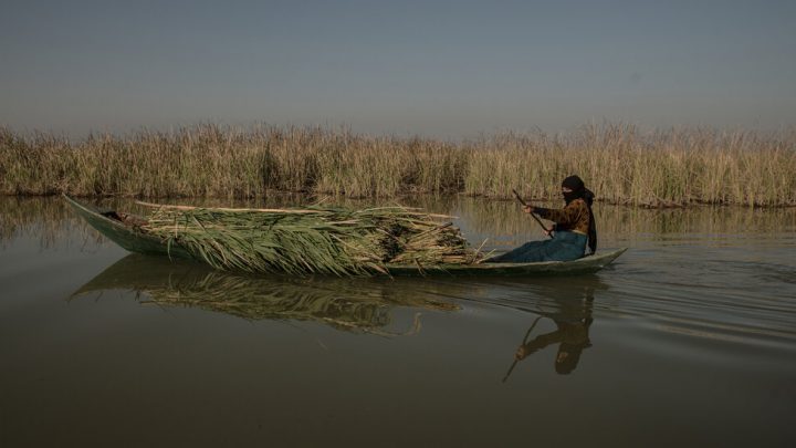 Drought and Abundance in the Mesopotamian Marshes