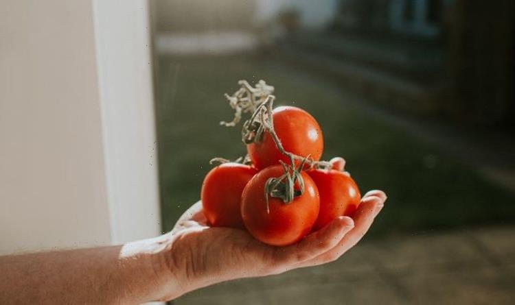 How to grow tomatoes – tips for growing and harvesting tomatoes