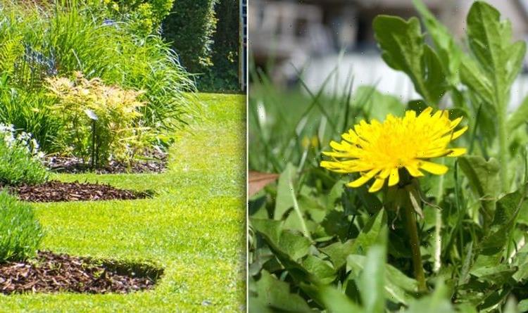 How to weed your garden: Six ways to remove weeds on your lawn without weedkiller