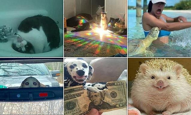 Pet owners share &apos;threatening&apos; photographs of their &apos;demonic&apos; animals