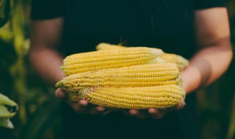 When to sow sweetcorn