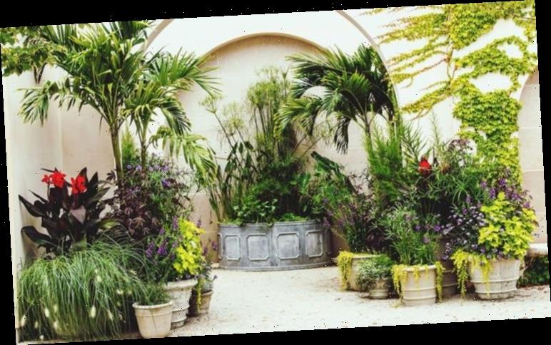 Gardening expert explains how to create a ‘tropical haven’ in your garden ahead of summer