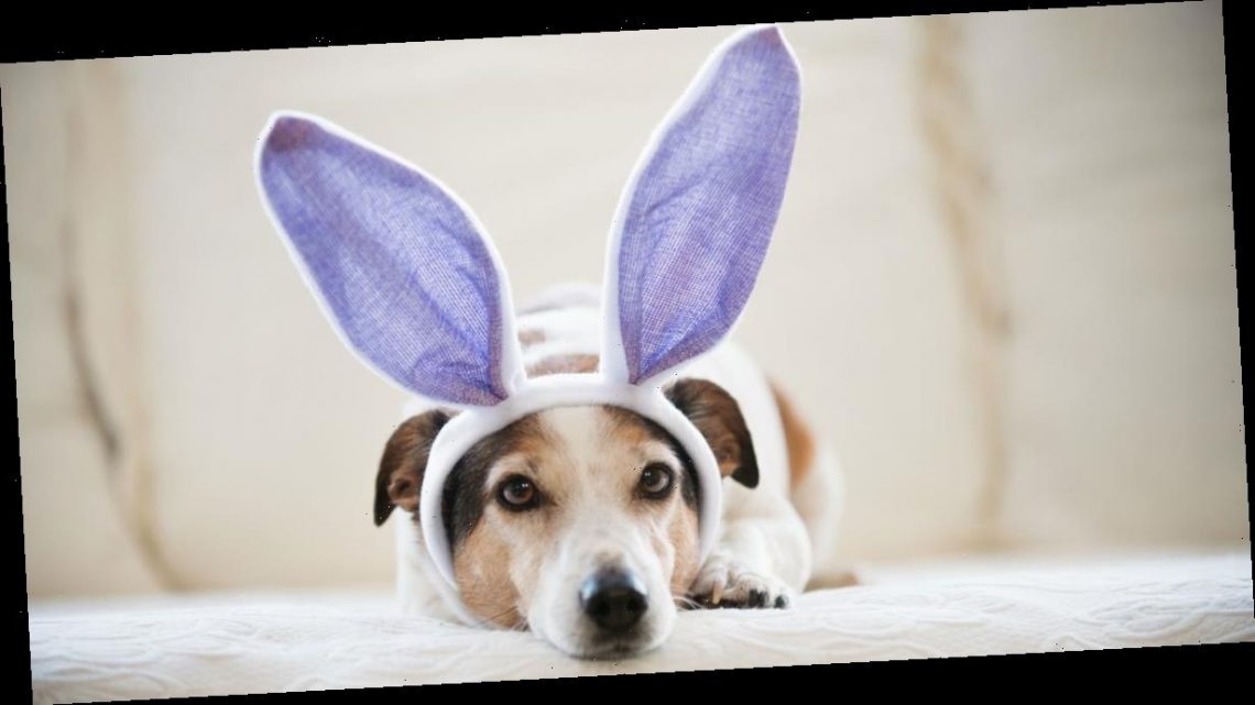 Pets at Home sells Easter eggs for dogs so furry friends don’t miss out on fun