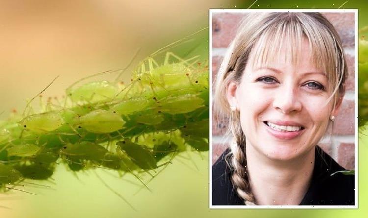 Gardening expert shares ‘harmless’ solutions for removing pests amid infestation warning