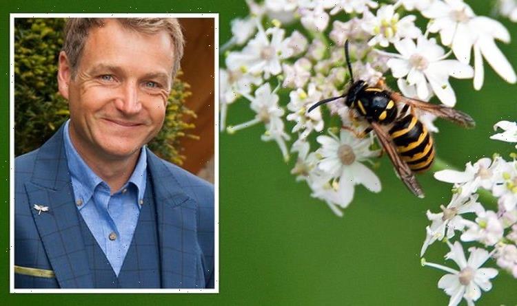 Gardening expert shares how wasps can help stop caterpillars ‘devastating’ your crops