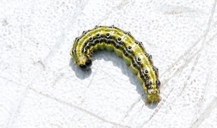 How to get rid of box hedge caterpillars