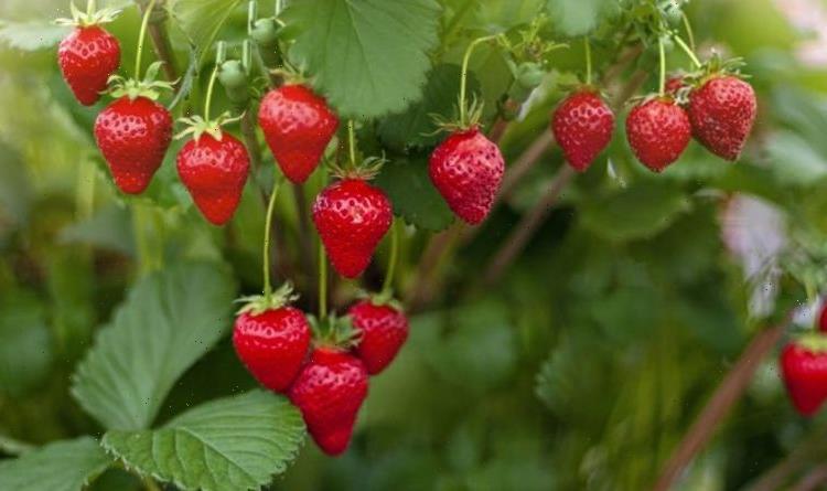 How to grow strawberries – 5 top tips for growing the best fruit