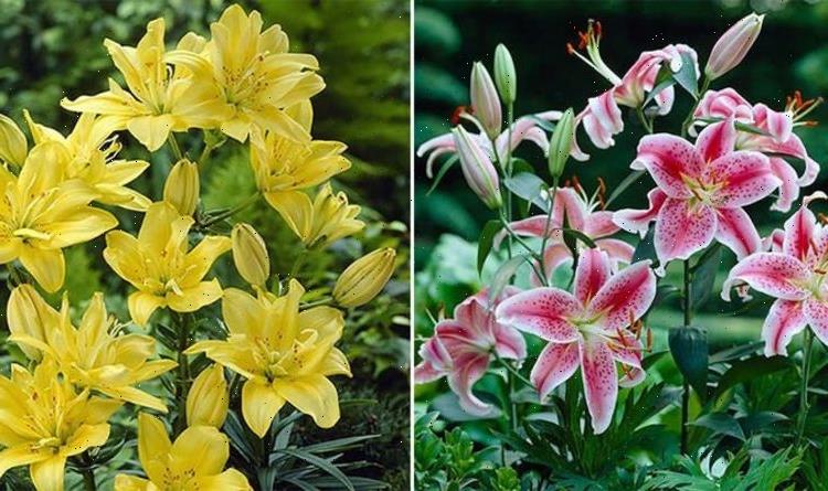 You Garden slashes over 70 percent off plants in sale – with prices from £1.99 up