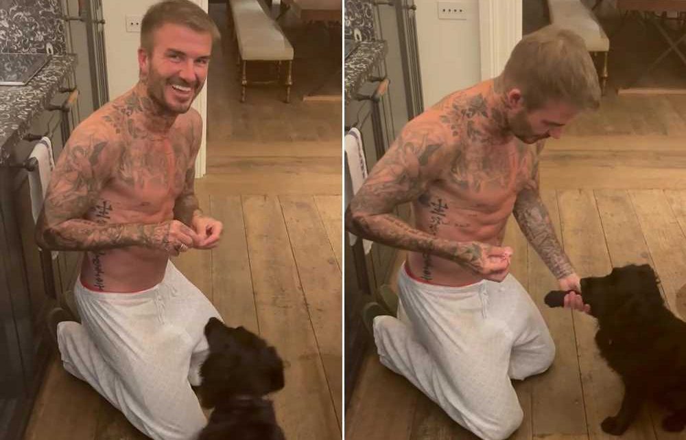 David Beckham shows off ripped abs in shirtless video with his dog
