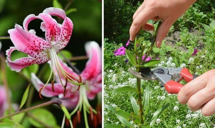 Do you deadhead lilies? Key tips for glorious flowers