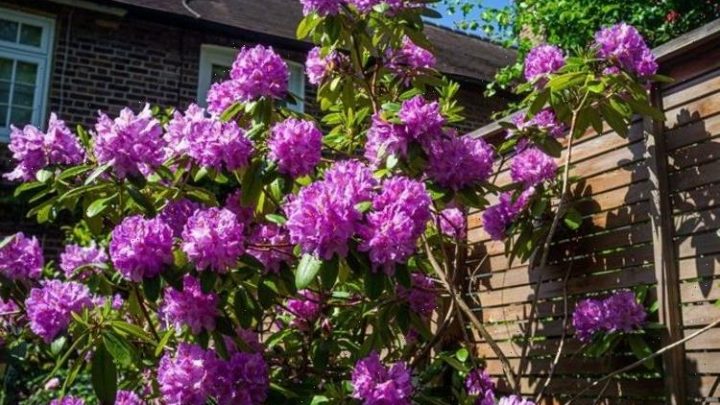 Do you deadhead rhododendrons?