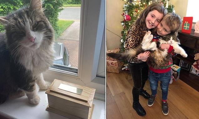 Family shocked as cat returned home after they thought it was cremated