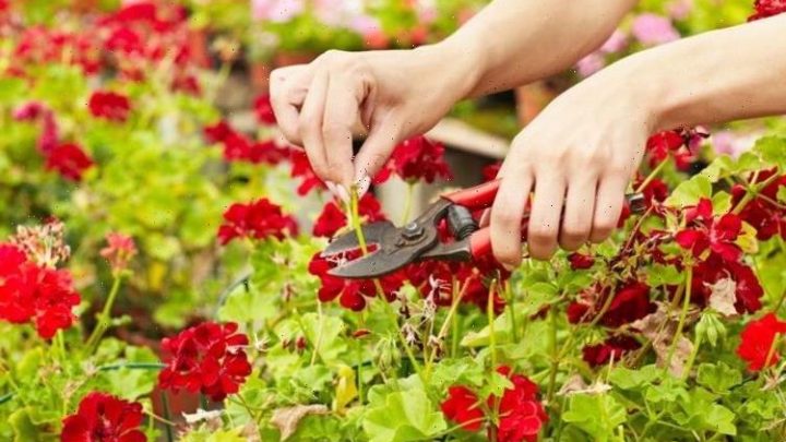 How to deadhead geraniums – best time, where to cut