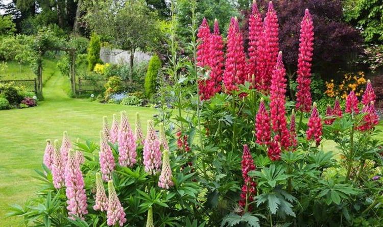 How to grow lupins – six top tips for these cottage favourites
