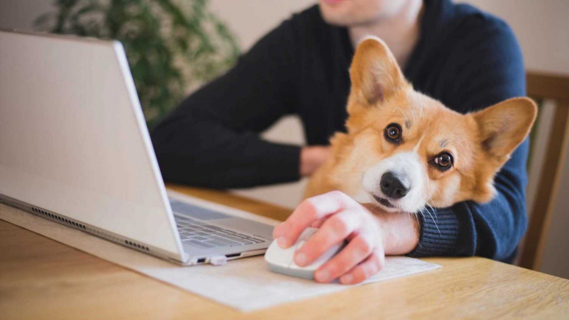 So You Got a Pandemic Puppy… Here's How to Keep Them Happy Once You Go Back to Work
