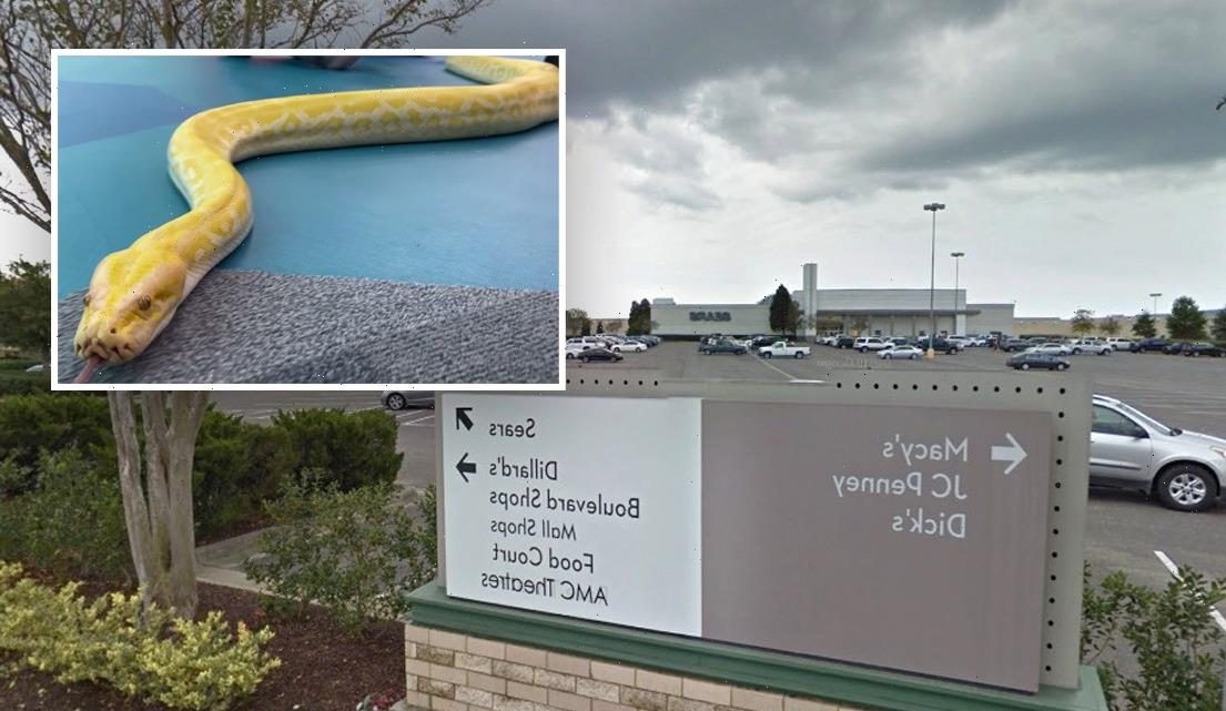 12-foot-long python escapes inside Louisiana’s largest mall