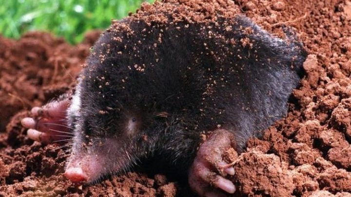 4 ways to prevent mole damage in your garden