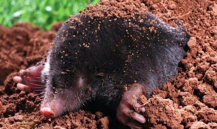 4 ways to prevent mole damage in your garden