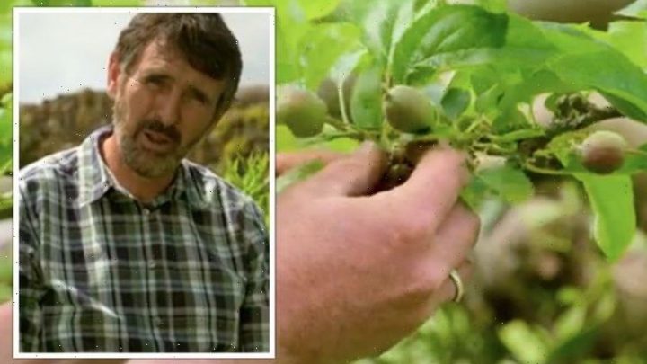 Gardeners’ World: Adam Frost shares gardening ‘jobs’ to tackle now – ‘worth the effort’