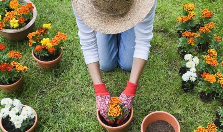 Gardening tips: FIVE ways to prevent knee pain while gardening