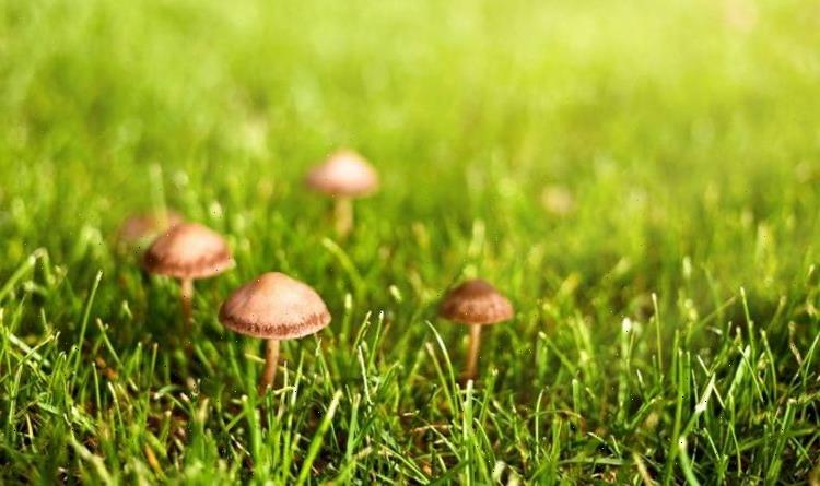 How to get rid of mushrooms in the garden – and why they’re actually good for your grass