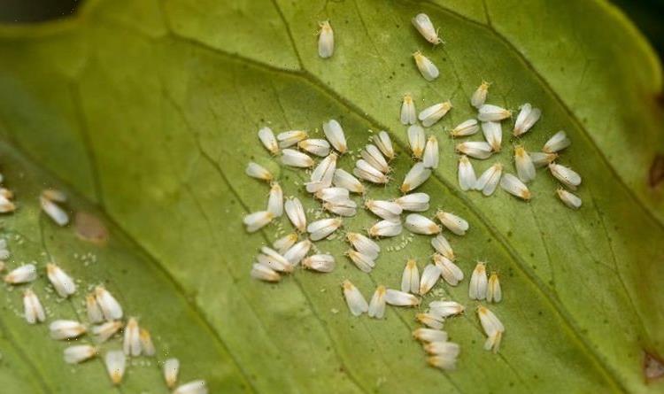How to get rid of whiteflies – four top tips for a pest-free garden