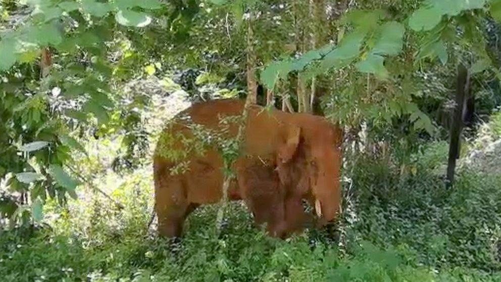 One of China's wandering elephants is returned to reserve