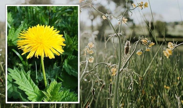 Plant expert shares why weeds are ‘great’ for your garden – ‘why pull them up?’