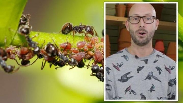 ‘Attracts ants!’ Gardening expert explains why you should control ‘sap-sucking’ pests