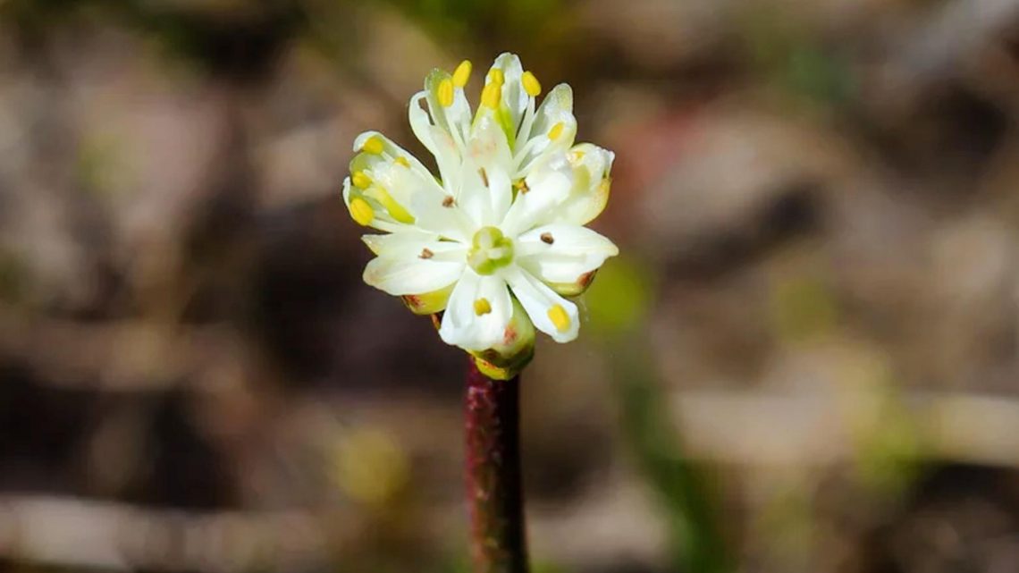 Common Canadian flower is first carnivorous plant in 20 years