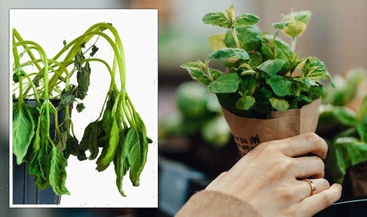 Gardening expert shares warning over buying supermarket herbs – ‘might not grow!’