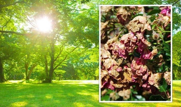 How to stop plants from burning in the summer sun