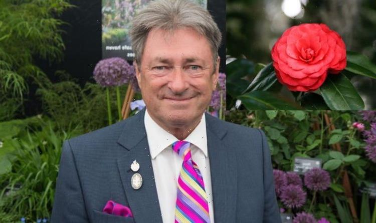 ‘They go yellow’: Alan Titchmarsh issues warning when growing Camellias