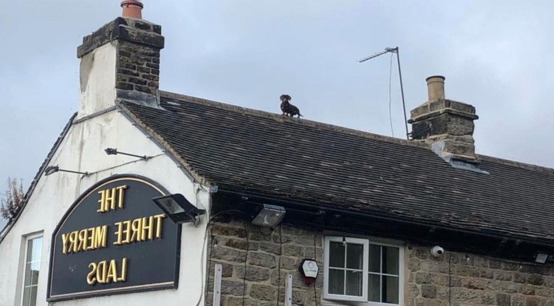 Brits baffled after spotting sausage dog on top of local boozer’s roof