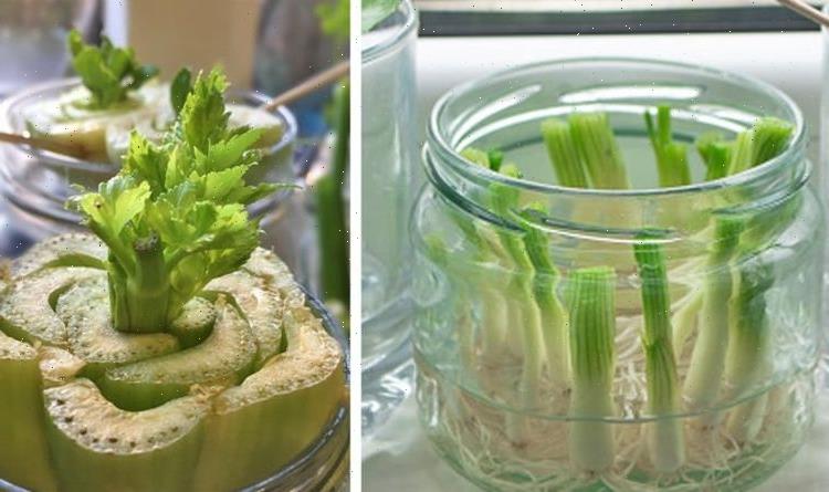 Food hacks: 5 vegetables you can easily regrow from scraps