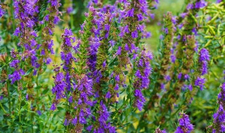 Gardeners’ World share best tips for planting aromatic Hyssop – from pruning to harvesting