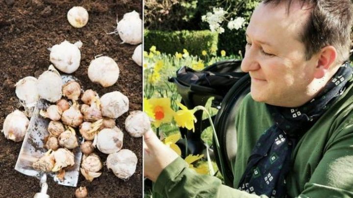 Gardening: When to plant winter bulbs – Mark Lane’s genius tip to stop rotting in wet soil