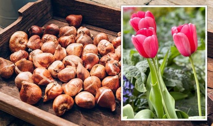 Gardening expert explains why you should avoid planting tulip bulbs now or risk ‘disease’