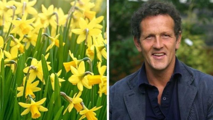 ‘To do what it does best!’ Monty Don shares tips for planting daffodils – ‘best’ time now